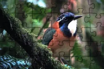 Ghiandaia marina pitta jigsaw puzzle