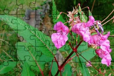 Impatient d 'himalaya jigsaw puzzle