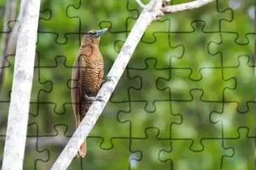 Vanga di bernier jigsaw puzzle