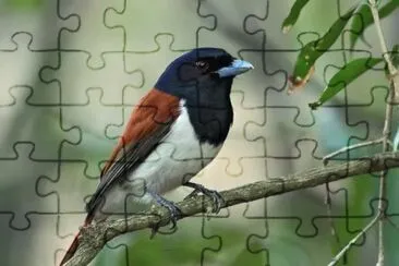 Vanga rossiccio jigsaw puzzle