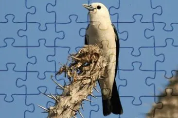 Vanga di lapresnaye jigsaw puzzle