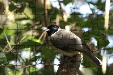 Vanga di pollen jigsaw puzzle