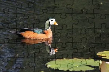 Oca pigmea africana jigsaw puzzle