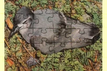 Prione beccosottile jigsaw puzzle