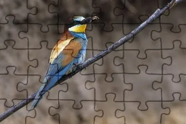 Gruccione europeo jigsaw puzzle