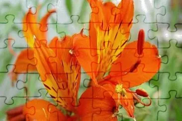 Lys du pÃ¨rou jigsaw puzzle