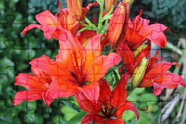 Lys du pÃ¨rou jigsaw puzzle