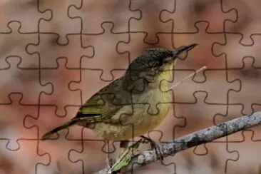 Tetraka comune jigsaw puzzle