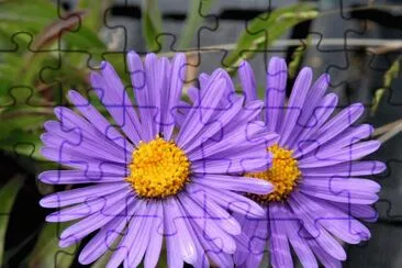 Aster