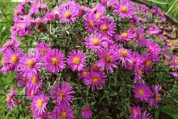 Aster