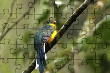 Trogone di ward jigsaw puzzle