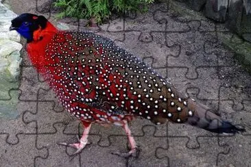 Tragopan satiro jigsaw puzzle