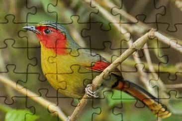 Liocicla facciarossa jigsaw puzzle
