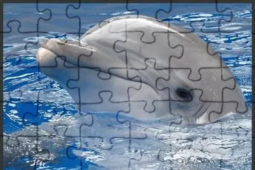 Delfin