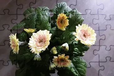 Gerbera