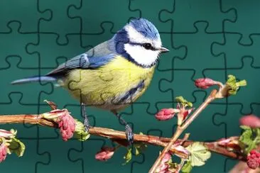 MÃ¨sange bleue jigsaw puzzle