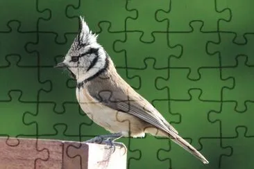 MÃ©sange huppÃ¨e jigsaw puzzle