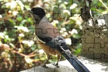 Ghiandaia lanceolata jigsaw puzzle