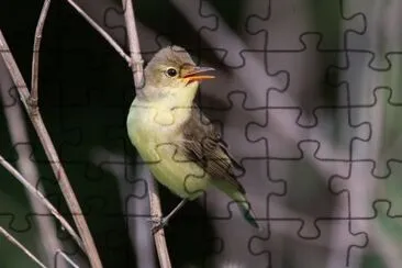 Spotvogel
