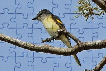 Minivet roseo