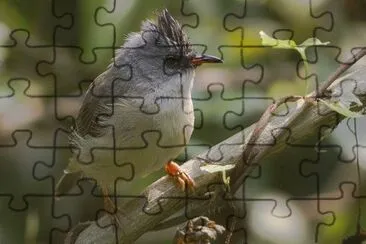 Yuchina panciabianca jigsaw puzzle