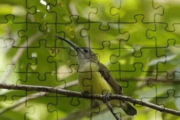Cacciaragni jigsaw puzzle