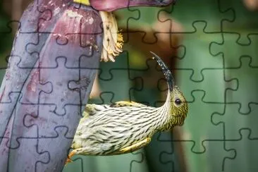 Mangiaragni striato jigsaw puzzle