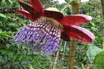 Flor de Gulupa
