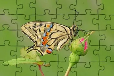 Papillon