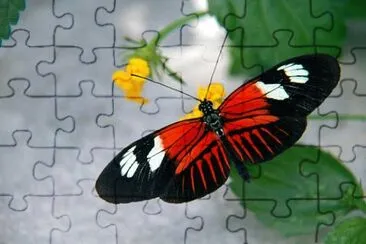 Papillon