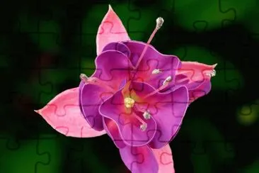 flores jigsaw puzzle