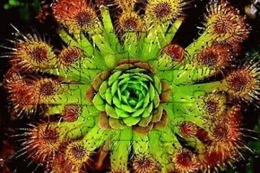 Planta Carnivora jigsaw puzzle