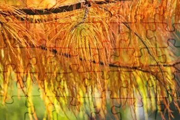 Cipreste Brilhante jigsaw puzzle