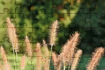 PendÃ£o de Cana jigsaw puzzle