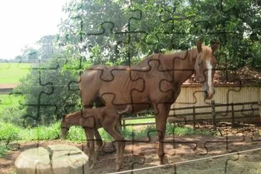 Égua e sua cria