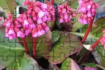 Bergenia jigsaw puzzle