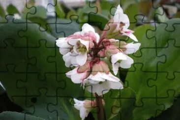 Bergenia jigsaw puzzle