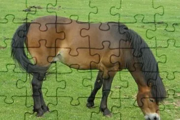 Exmoor