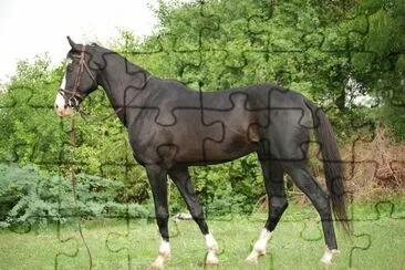 Marwari jigsaw puzzle
