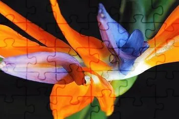 flores jigsaw puzzle