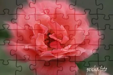 rose explosiv jigsaw puzzle