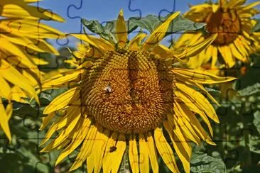 sonnenblumen