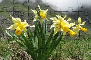 Jonquilles jigsaw puzzle