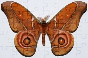 Antherina suraka jigsaw puzzle