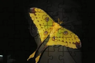 Argema mittrei jigsaw puzzle