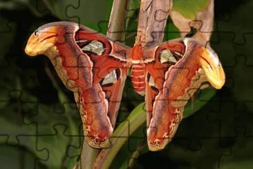 Attacus atlas jigsaw puzzle
