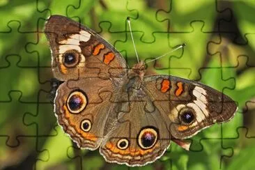 Junonia coenia