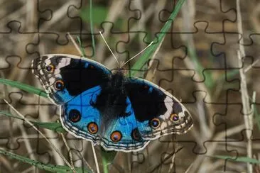 Junionia orithya