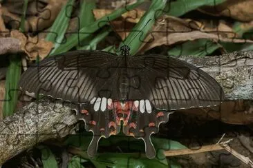 Papilio polytes
