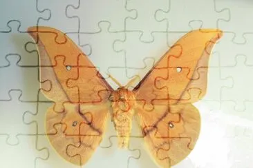Cricula trifenestrata jigsaw puzzle